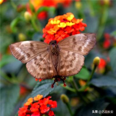 谷歌旗下Wing将在旧金山湾区启动无人机配送服务